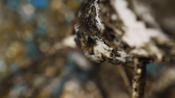 Beyaz Huş Ağacının Gövdesi Dikey Sonbahar Ormanı Konsepti — Stok video