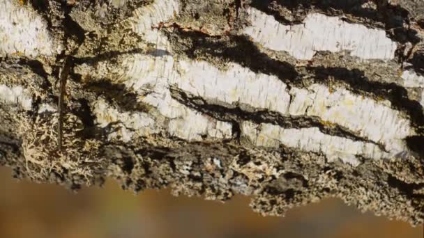 Beyaz Huş Ağacının Gövdesi Dikey Sonbahar Ormanı Konsepti — Stok video