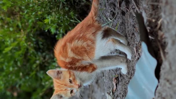 Küçük Kızıl Kedi Çiş Kaka Yapıyor Kedi Patileriyle Kaka Gömer — Stok video
