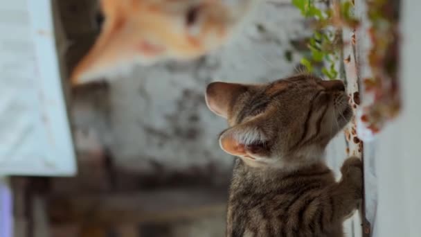 Gatitos Tabby Comen Comida Para Gatos Anned Desde Suelo Concepto — Vídeo de stock