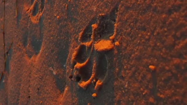 Footprint Large Dog Seashore Wet Sand Sunset Rays Light Vertical — Stock Video