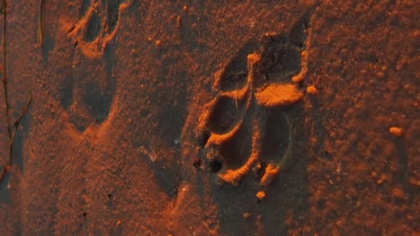 Ίχνη Ζώων Στην Άμμο Από Κοντά Αποτύπωμα Ενός Μεγάλου Σκύλου — Αρχείο Βίντεο