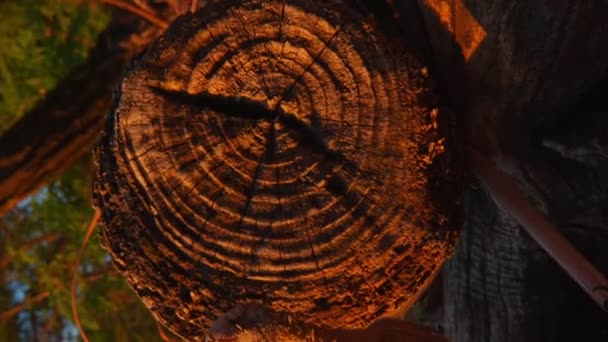 Большое Старое Сухое Дерево Лежит Берегу Моря Бревно Выброшено Берег — стоковое видео