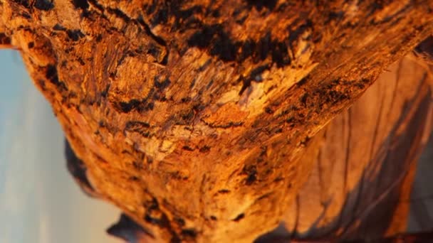 Großer Alter Trockener Baum Liegt Meeresufer Oder Baumstamm Wurde Senkrecht — Stockvideo
