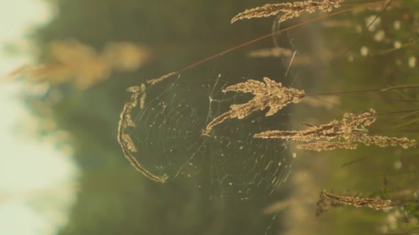 Медитаційний Медитативний Знімок Весняної Трави Весняному Лузі Вертикально — стокове відео