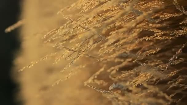 Meditační Záběr Suché Trávy Letním Vedru Houpající Větru Vertikálně Videoklip