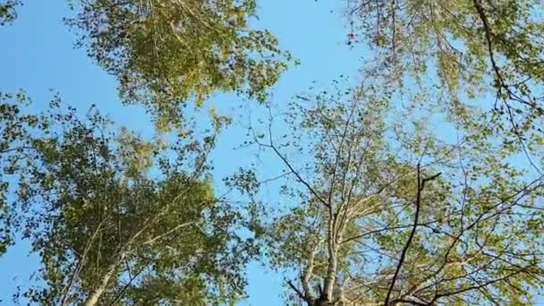 숲에서 노란색 자작나무 — 비디오