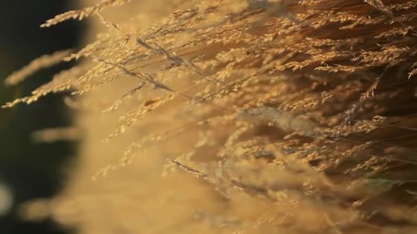 Медитативний Медитативний Знімок Сухої Трави Літній Тепловий Погойдування Вертикально — стокове відео