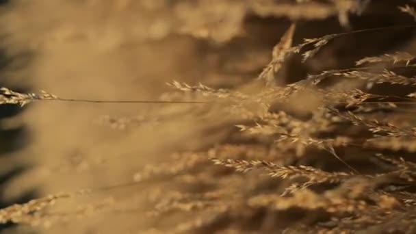 Gün Batımında Bir Çim Siluetinin Meditasyon Videosu Rüzgarda Sallanıyor — Stok video