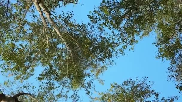 Bodem Uitzicht Van Zilveren Berken Bomen Berkenbos Lage Hoek Schot — Stockvideo
