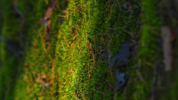 Mușchi Verde Luxuriant Razele Pădurii Lumina Soarelui Strălucește Verticală Suprafață — Videoclip de stoc