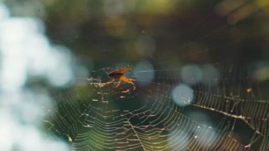 Meditasyon yapan örümcek ağı, akşamları rüzgarda sallanıyor ormanda, dikey olarak.