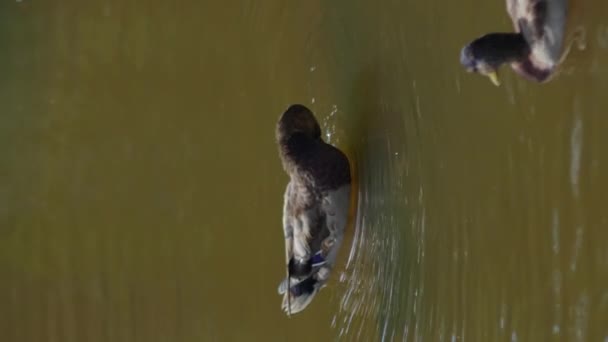 Утки Плавают Городском Парке Поисках Еды Кормления Вертикали — стоковое видео