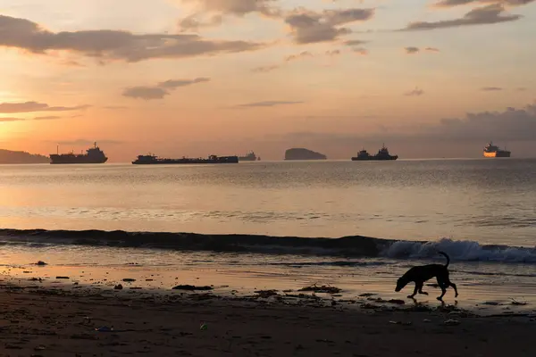 Köpek gün batımında kargo gemilerini görmek için sahil boyunca koşar.
