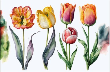 Hand painted watercolor tulips on white background. Vector illustration