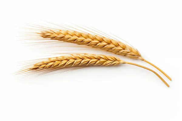 Ear Wheat Isolated White Background High Quality Photo Stock Photo