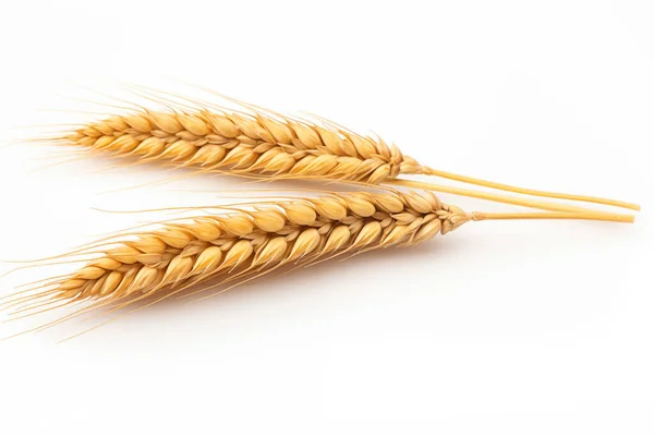 Ear Wheat Isolated White Background High Quality Photo Stock Picture
