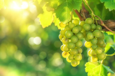 Tohumsuz yeşil üzüm kümesi, yemyeşil üzüm yapraklarıyla çevrili bir sarmaşığa asılır. Bu doğal yiyecek, bir çeşit meyve, bir dedikodu ürünüdür.