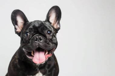 Yavru bir Fransız Bulldog, küçük bir köpek yavrusu, dili dışarı sarkmış, belirgin yarasa kulakları ve buruşuk burnu, düz beyaz bir arka plana karşı sergileniyor.
