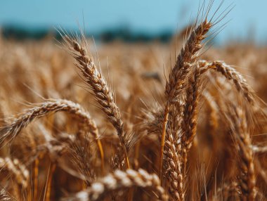 Resimli bir manzara, güzel bir gündoğumu sırasında yumuşak ve ılık meltemde sallanan altın buğdayı sergiliyor.