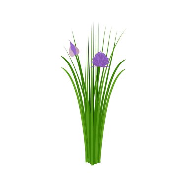 Chives. Chives purple. Chives color vector illustration. Allium schoenoprasum or garlic chives. Isolated on a white background. For web, menu, logo, textile, icon
