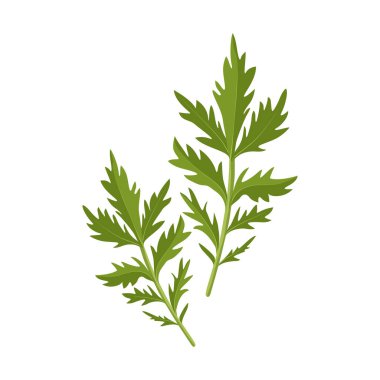 Epazote. Epazote Dysphania ambrosioides a pungent culinary herb and vegetable in Mexican cooking and to make a herbal tea. Aromatic herb