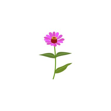 Zinnia. Zinnia beautiful pink flower.  Vector illustration isolated on white background.