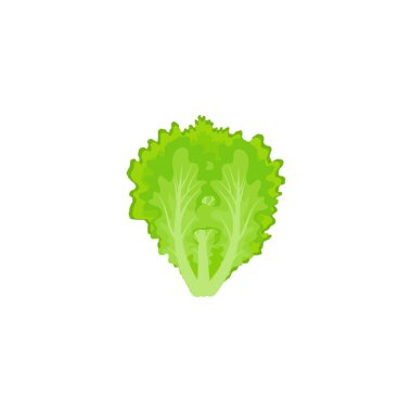 Letuce. Green Lettuce cartoon. Iceberg Lettuce. Vector illustration isolated on white background. For template label, packing, web, menu, logo, textile, icon