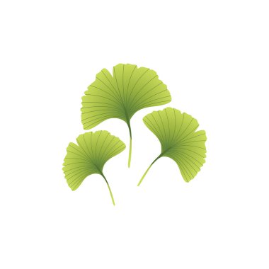 Gingo biloma leaves, commonly known as ginkgo or gingko, maidenhair tree.