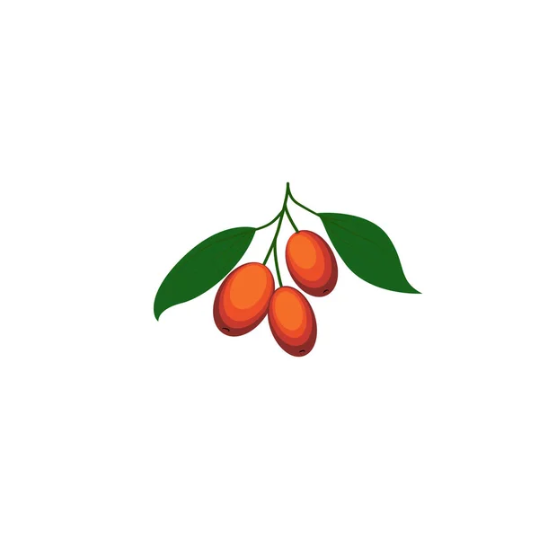 Jujube. Ziziphus jujujuba veya kırmızı tarih, tıbbi bitki. Meyve ve yapraklar. Beyaz arkaplanda vektör çizimi izole edildi. Şablon etiketi, paketleme, ağ, menü, logo, tekstil, simge