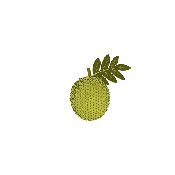 Breadfruit Artocarpus Altilis Eatable Medicinal Plant Vector Illustration Isolated White — Stock Vector