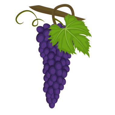 Zinfandel ayrıca Primitivo olarak da bilinir, çeşitli siyah derili şarap üzümleridir. Zinfandel üzümü. Beyaz arkaplanda vektör çizimi izole edildi. Şablon etiketi, paketleme, ağ, menü, logo, tekstil için