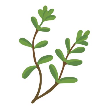 Purslane. Purslane bitki ikonu. Beyaz arkaplanda vektör çizimi izole edildi. Şablon etiketi, paketleme, ağ, menü, logo, tekstil, simge
