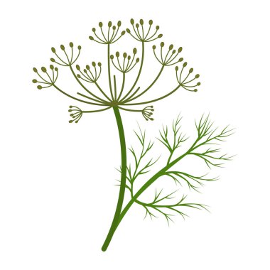 Dill bitkisinin adı da Dill otu. Beyaz arkaplanda vektör çizimi izole edildi. Şablon etiketi, paketleme, ağ, menü, logo, tekstil, simge