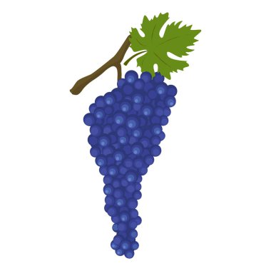 Cabernet Sauvignon kırmızı şarap çeşitleri. Beyaz arkaplanda vektör çizimi izole edildi. Şablon etiketi, paketleme, ağ, menü, logo, tekstil, simge