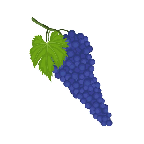 Syrah Shiraz Dark Skinned Grape Variety Vector Illustration Isolated White — Stock Vector