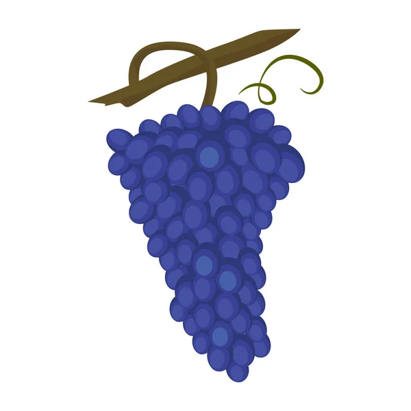 Sangiovese Grape Red Italian Wine Grape Variety Derives Its Name — Stock Vector