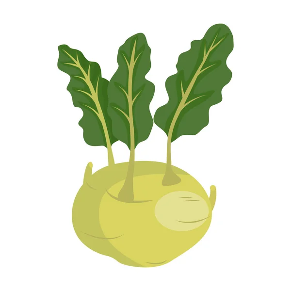 Chou Rave Cultivar Biennal Chou Sauvage Turnip Allemand Chou Navet — Image vectorielle