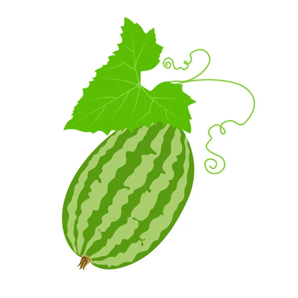 Cucamelon Melon Souris Illustration Vectorielle Isolée Sur Fond Blanc Pour — Image vectorielle