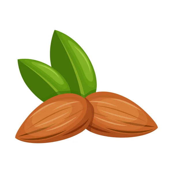 Spesies Almond Dari Tumbuhan Kacang Almond Dengan Daun Ilustrasi Vektor - Stok Vektor