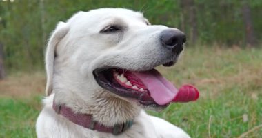 Beyaz Labrador köpeği yürüdükten sonra derin derin nefes alıyor. Köpek uzun dilini göstererek zor nefes alır. Büyük Yakın Çekim BCU