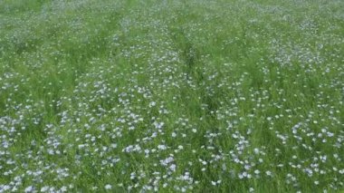 Çiçekli bir keten tarlası. Tarım alanlarında keten yetiştirme