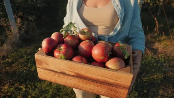 Närbild Kvinna Bär Låda Med Mogna Äpplen Plockade Äppelträdgård — Stockvideo