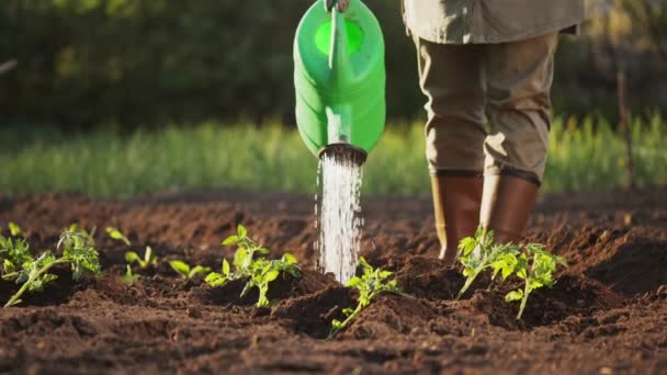 Sulayan Bir Çiftçinin Sebze Bahçesindeki Bir Sulama Kutusundan Domates Fideleri — Stok video