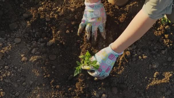 Ovanifrån Jord Och Kvinnliga Händer Handskar Bonde Planterar Tomat Fröplanta — Stockvideo