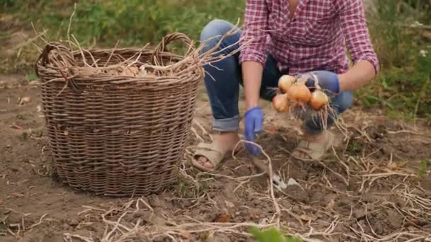 一位女农民从旱地上拔出一季洋葱 放在一个大柳条筐里 蔬菜园中的收获 — 图库视频影像