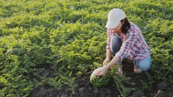 밭에서 농사를 농장에서 유기적으로 재배되는 수박의 길이를 줄자로 측정하고 — 비디오