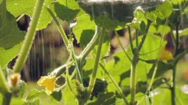 Bahçedeki bir dalda çiçek açan salatalıklar. Serada salatalık yetiştirmek. Sebze bahçesinde salatalık suluyorum.