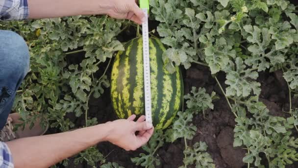 Großaufnahme Eines Bauern Auf Einem Wassermelonenfeld Der Messungen Mit Einem — Stockvideo