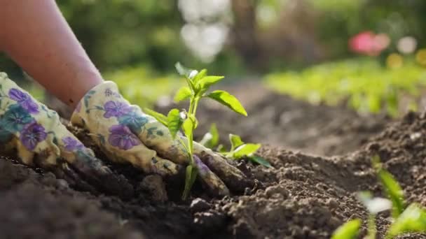 Dişi Bir Çiftçi Tarladaki Toprağa Taze Bir Yeşil Biber Tohumu — Stok video